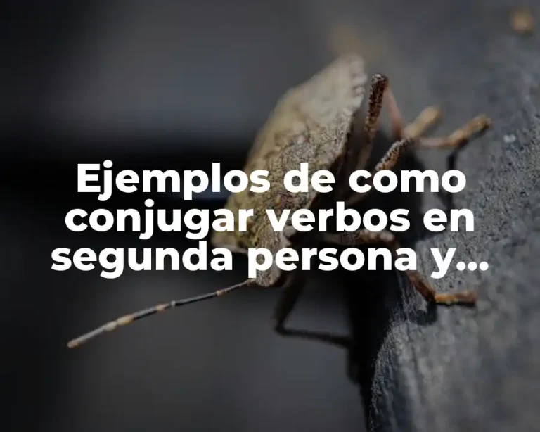 Ejemplos de como conjugar verbos en segunda persona y Significado