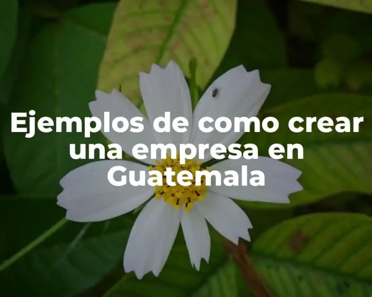 Ejemplos de como crear una empresa en Guatemala