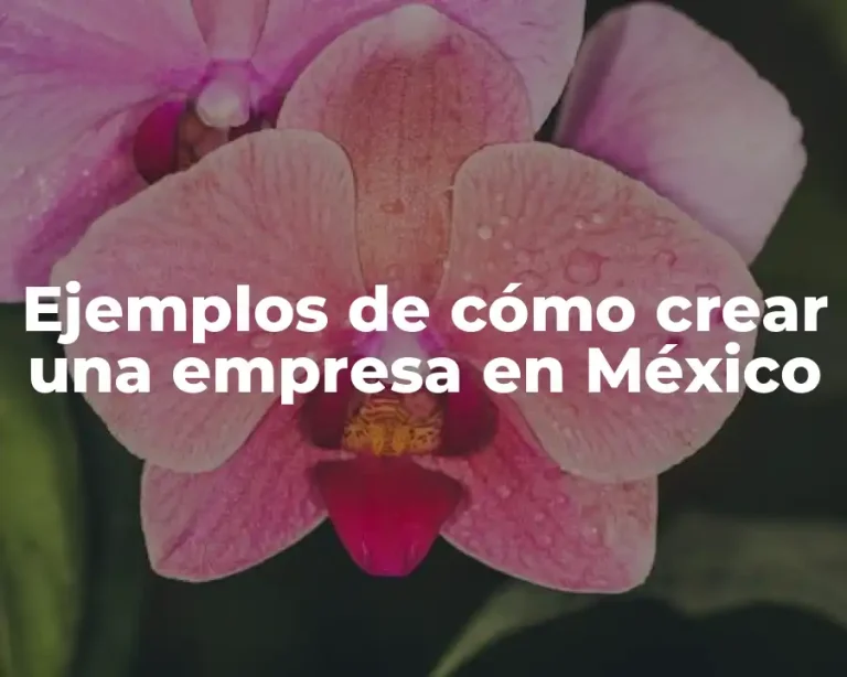 Ejemplos de cómo crear una empresa en México