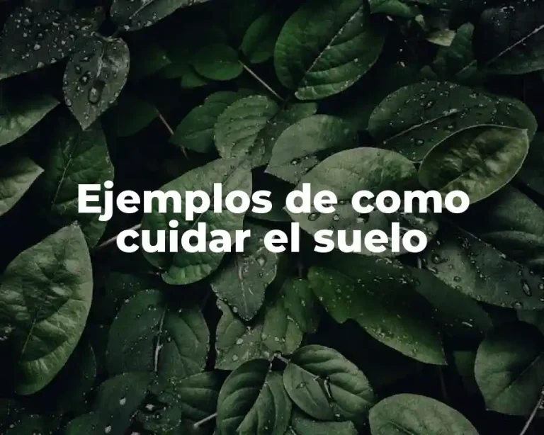 Ejemplos de como cuidar el suelo