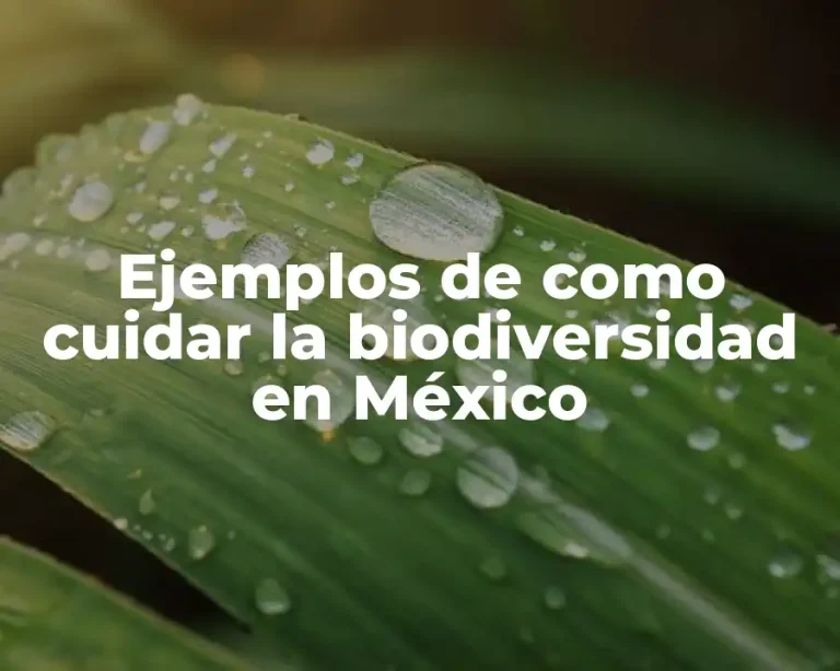 Ejemplos de como cuidar la biodiversidad en México