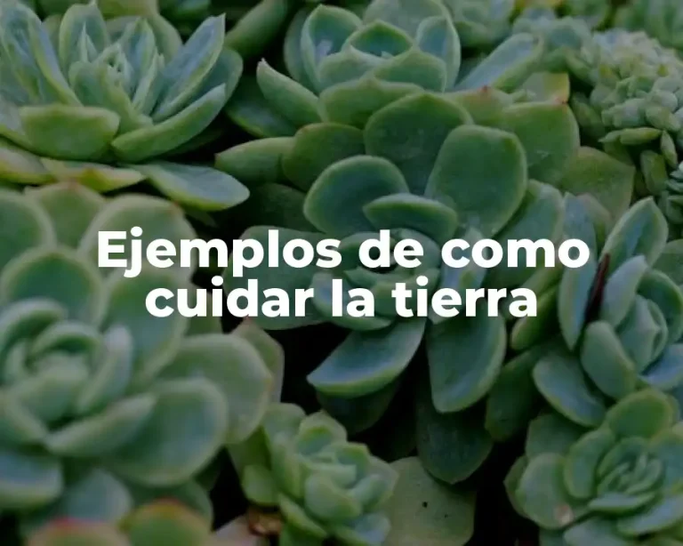 Ejemplos de como cuidar la tierra