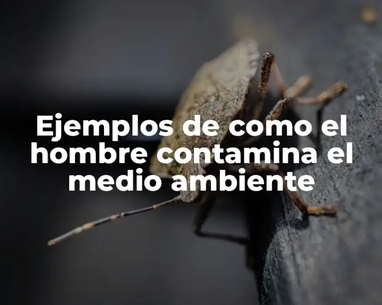 Ejemplos de como el hombre contamina el medio ambiente