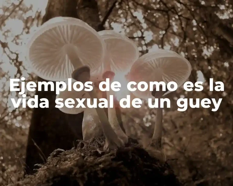 Ejemplos de como es la vida sexual de un guey