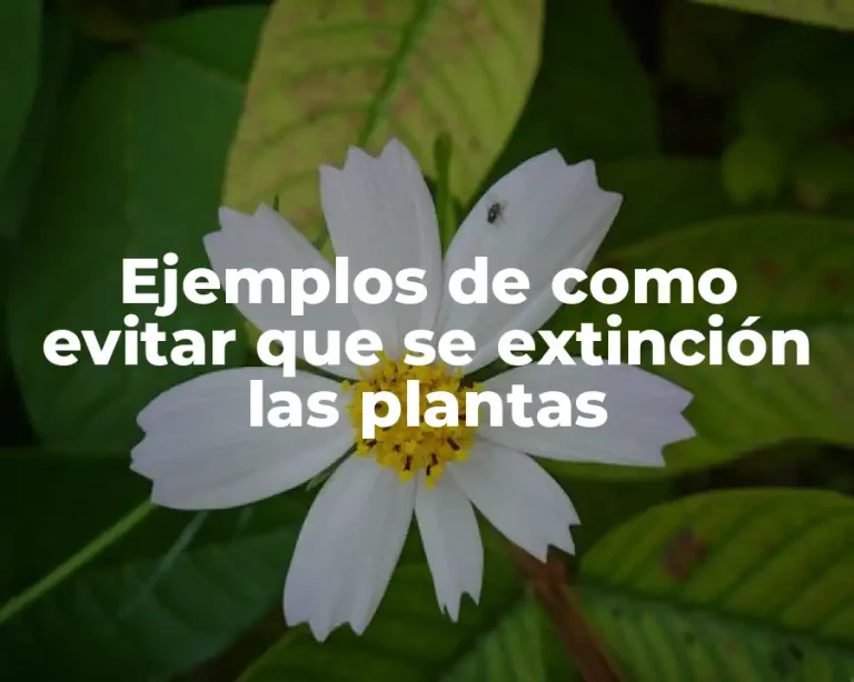 Ejemplos de como evitar que se extinción las plantas