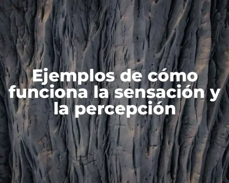 Ejemplos de cómo funciona la sensación y la percepción