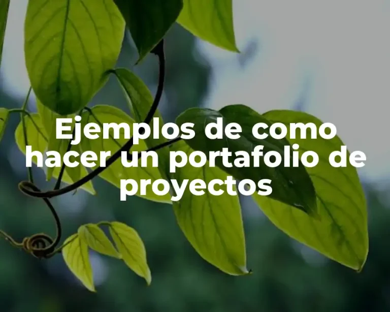 Ejemplos de como hacer un portafolio de proyectos