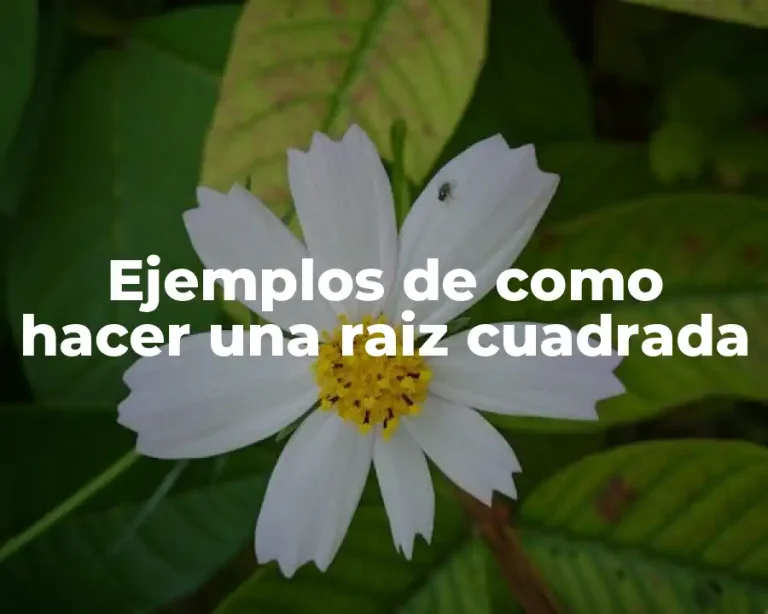 Ejemplos de como hacer una raiz cuadrada