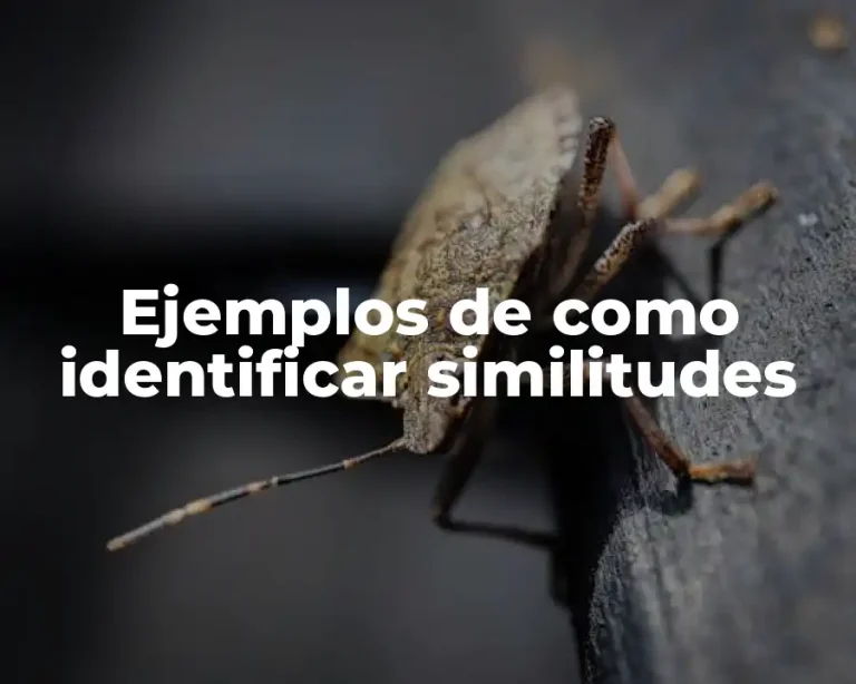 Ejemplos de como identificar similitudes
