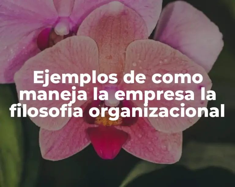 Ejemplos de como maneja la empresa la filosofia organizacional