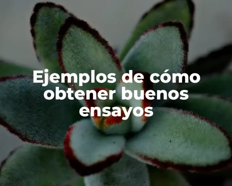 Ejemplos de cómo obtener buenos ensayos