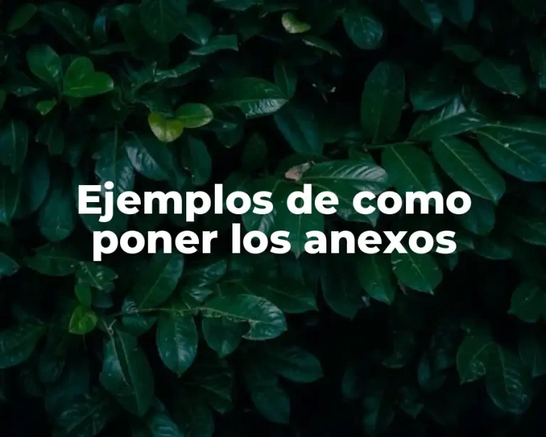 Ejemplos de como poner los anexos
