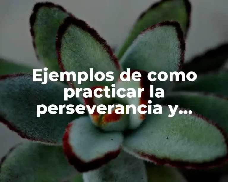 Ejemplos de como practicar la perseverancia y Significado