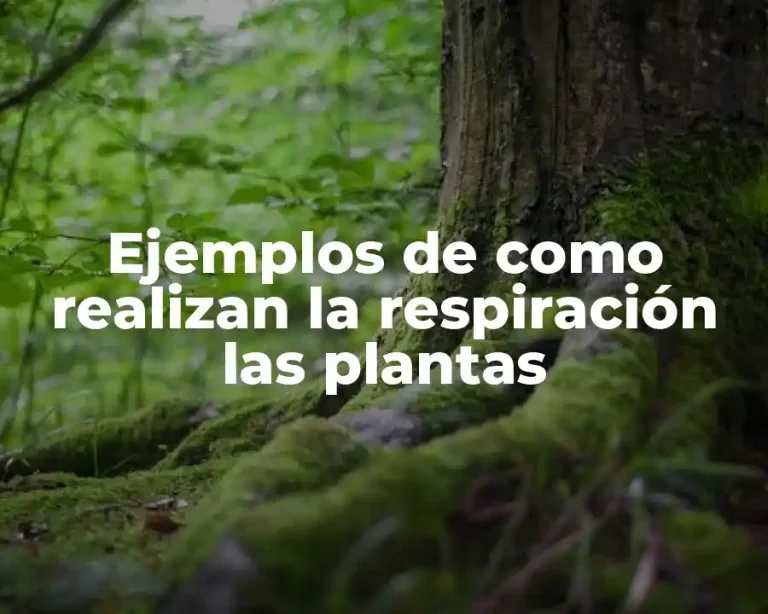 Ejemplos de como realizan la respiración las plantas