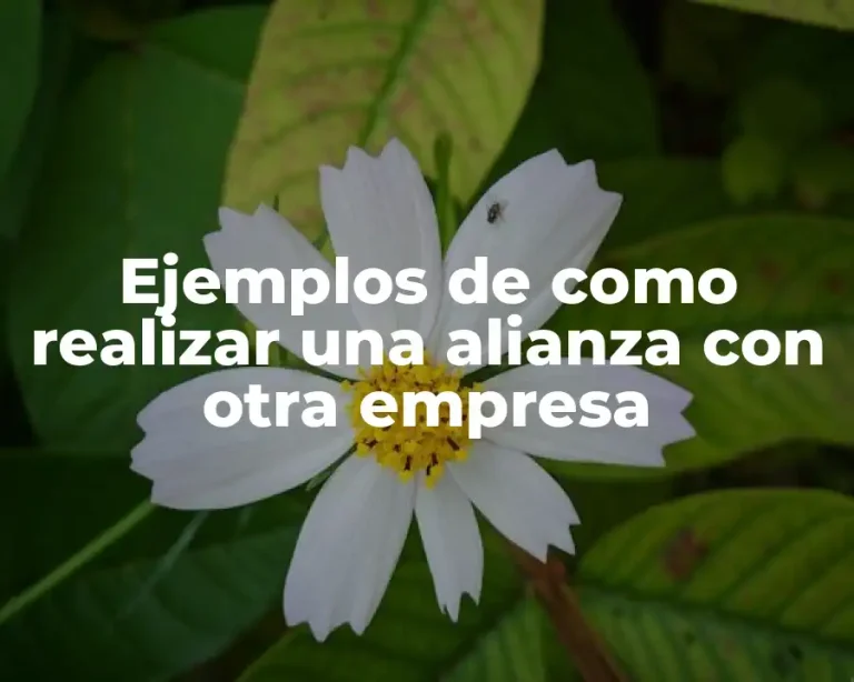 Ejemplos de como realizar una alianza con otra empresa