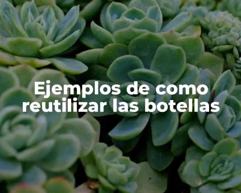 Ejemplos de como reutilizar las botellas