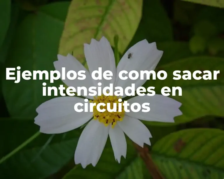 Ejemplos de como sacar intensidades en circuitos