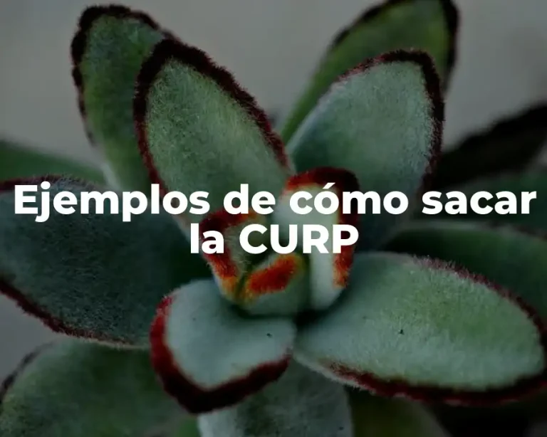 Ejemplos de cómo sacar la CURP