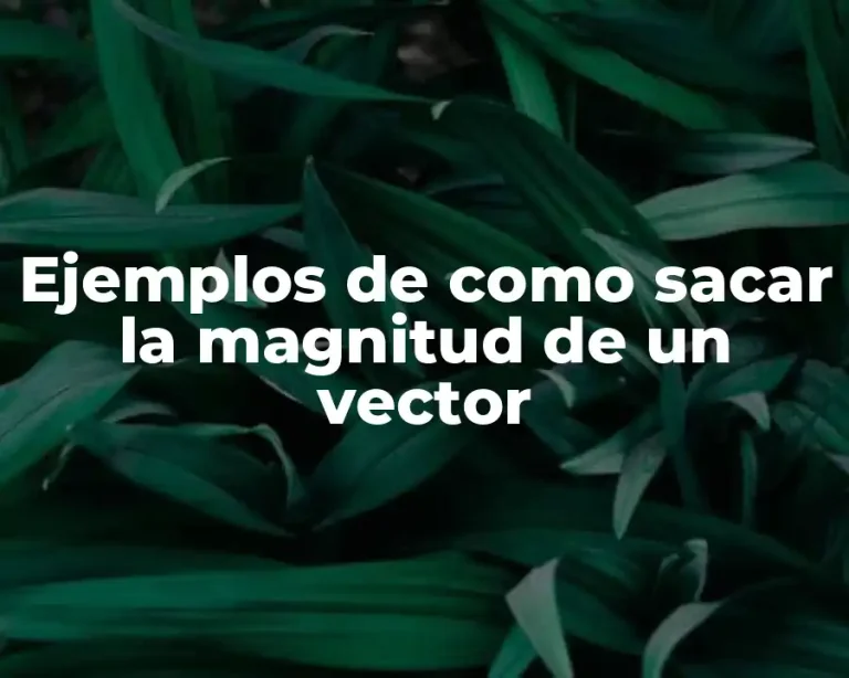 Ejemplos de como sacar la magnitud de un vector