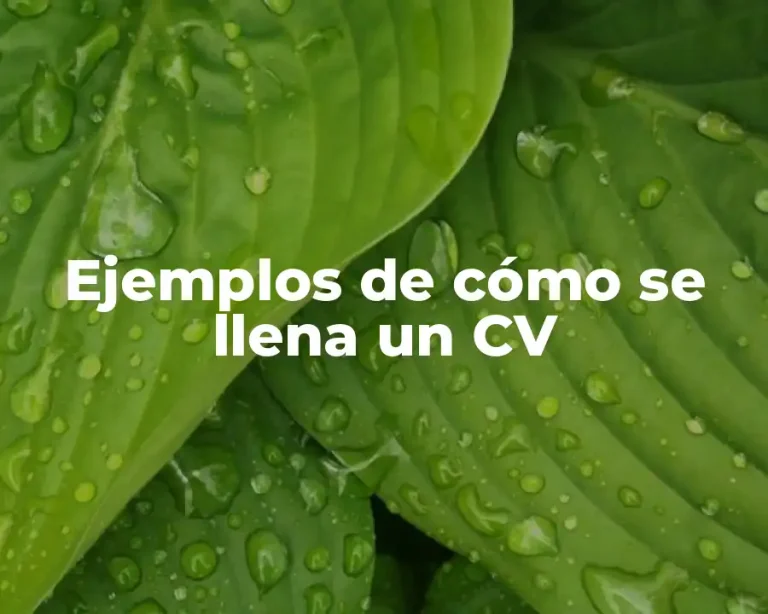 Ejemplos de cómo se llena un CV