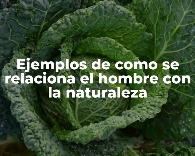 Ejemplos de como se relaciona el hombre con la naturaleza