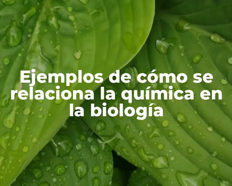 Ejemplos de cómo se relaciona la química en la biología