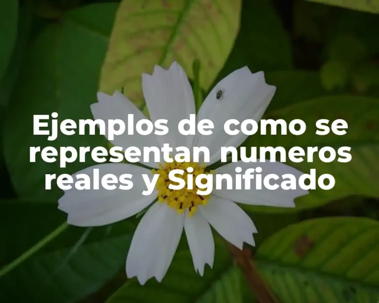 Ejemplos de como se representan numeros reales y Significado