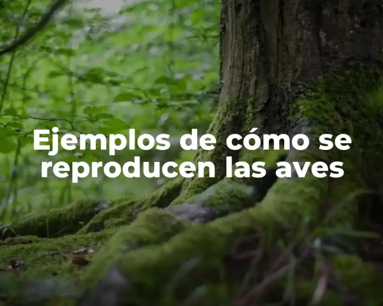 Ejemplos de cómo se reproducen las aves
