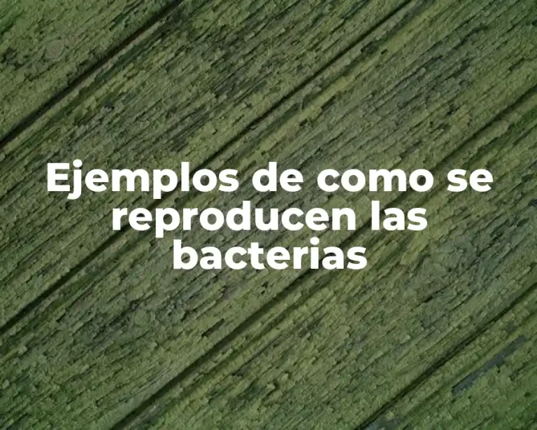 Ejemplos de como se reproducen las bacterias