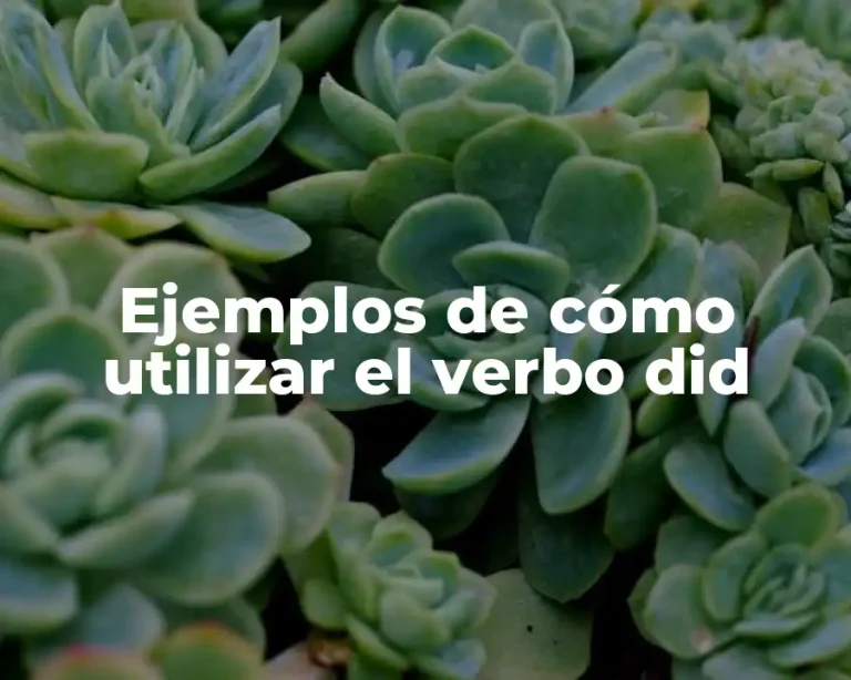 Ejemplos de cómo utilizar el verbo did