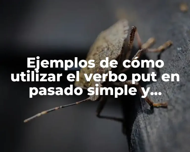 Ejemplos de cómo utilizar el verbo put en pasado simple y Significado