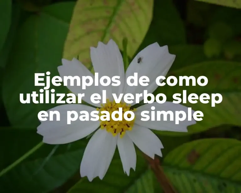 Ejemplos de como utilizar el verbo sleep en pasado simple