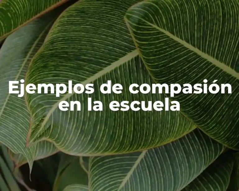 Ejemplos de compasión en la escuela