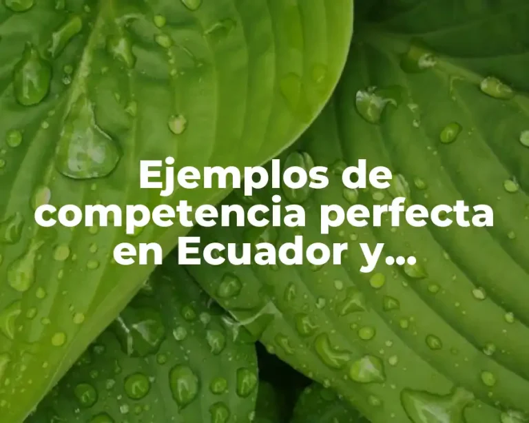 Ejemplos de competencia perfecta en Ecuador y Significado