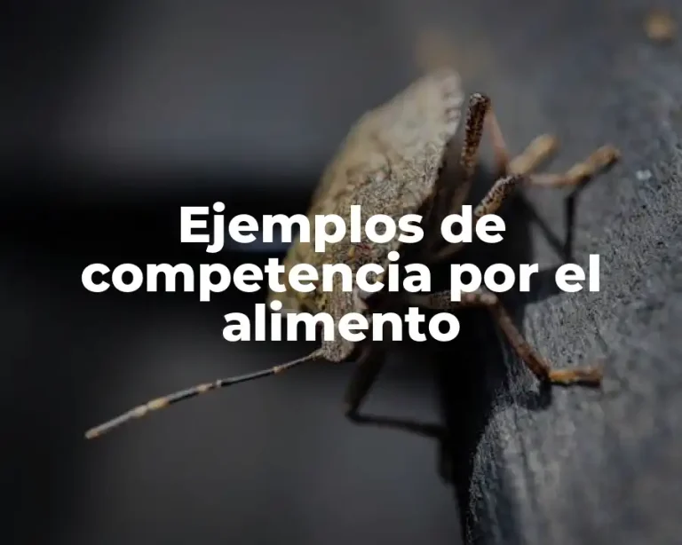 Ejemplos de competencia por el alimento
