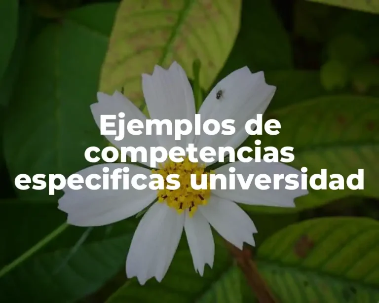 Ejemplos de competencias especificas universidad