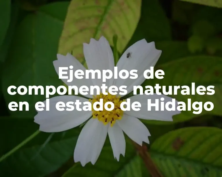 Ejemplos de componentes naturales en el estado de Hidalgo