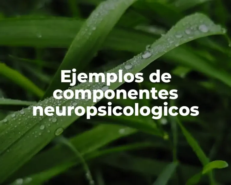 Ejemplos de componentes neuropsicologicos