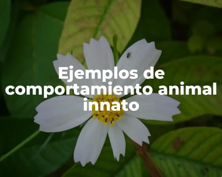 Ejemplos de comportamiento animal innato