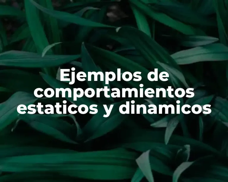 Ejemplos de comportamientos estaticos y dinamicos