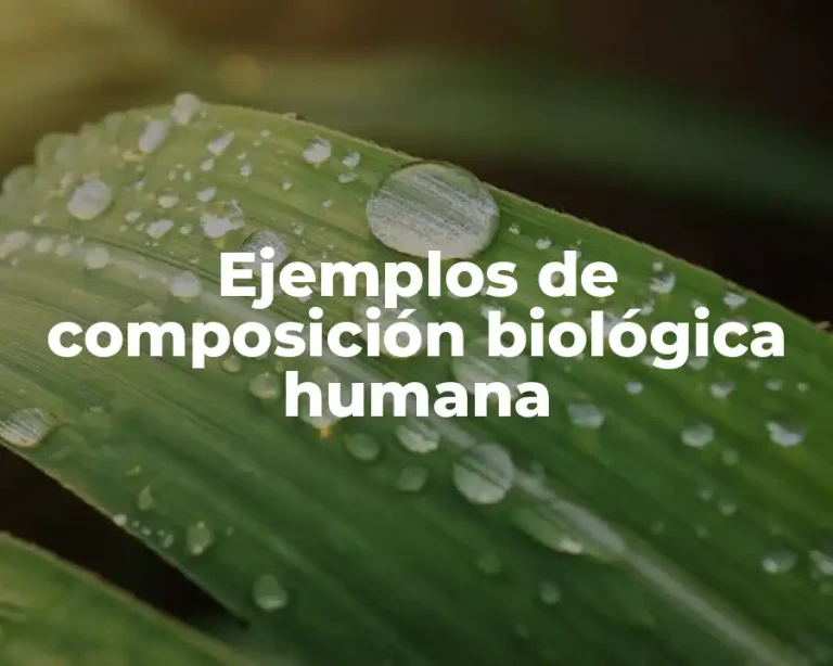 Ejemplos de composición biológica humana
