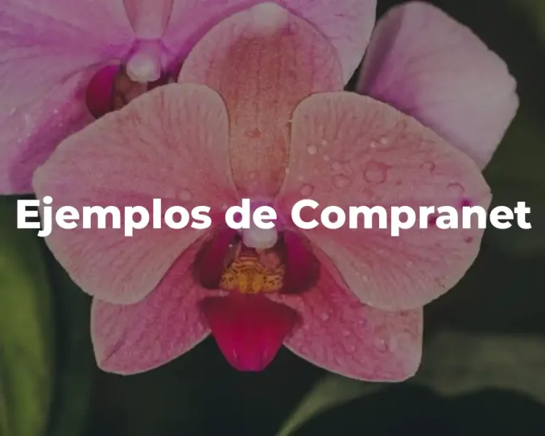 Ejemplos de Compranet