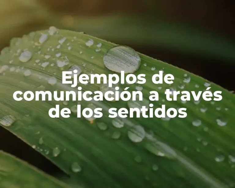 Ejemplos de comunicación a través de los sentidos