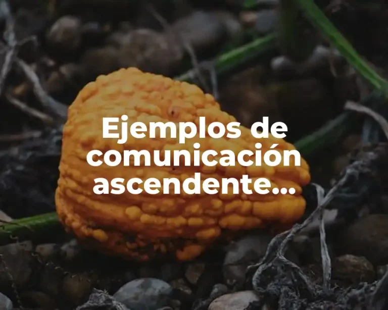Ejemplos de comunicación ascendente, descendente y horizontal