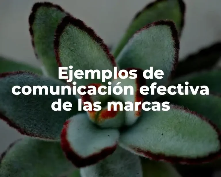 Ejemplos de comunicación efectiva de las marcas