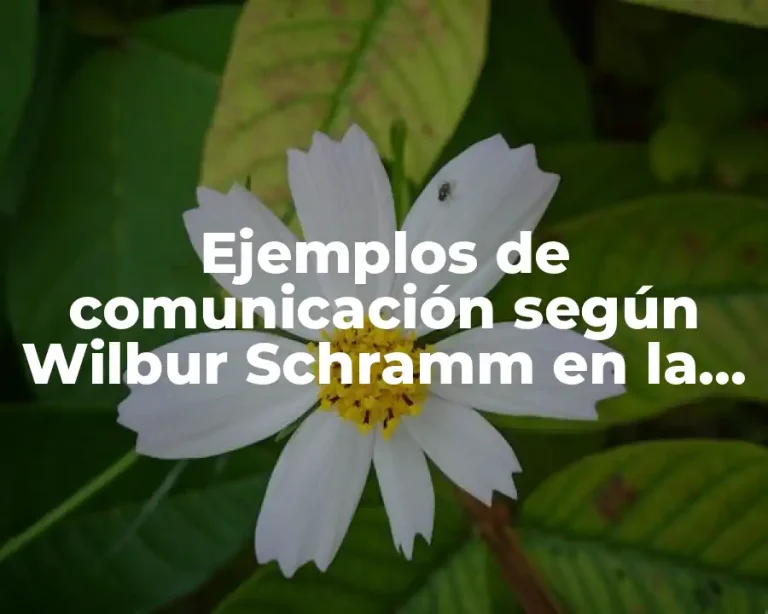 Ejemplos de comunicación según Wilbur Schramm en la vida real