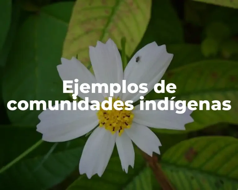 Ejemplos de comunidades indígenas