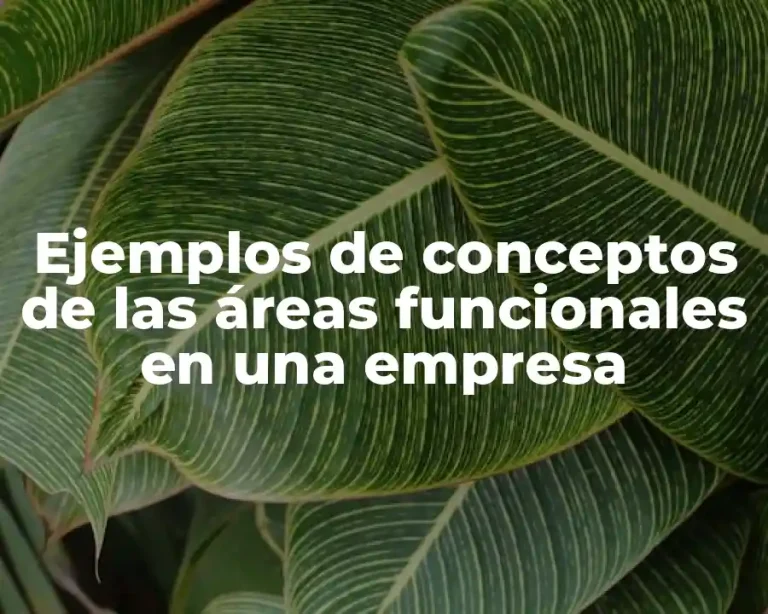 Ejemplos de conceptos de las áreas funcionales en una empresa