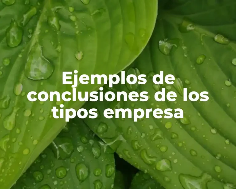 Ejemplos de conclusiones de los tipos empresa