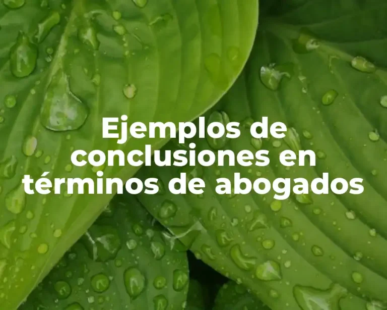 Ejemplos de conclusiones en términos de abogados